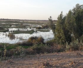 Etude de Faisabilité Technico-économique du Projet de Développement Rural dans la Région du Lac Tchad